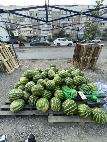 дизельная помпа для полива: Саженцы : Арбуз, Самовывоз