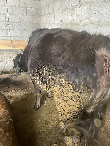 Коровы, быки: Продаю | Корова (самка) | На откорм, На забой, Для разведения — 7