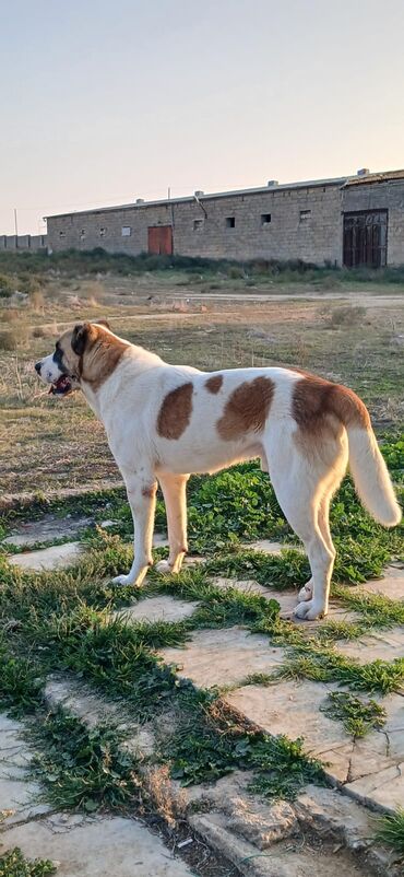 İtlər: Qurdbasar, 1 il, Erkek, Peyvəndli, Ödənişli çatdırılma — 7