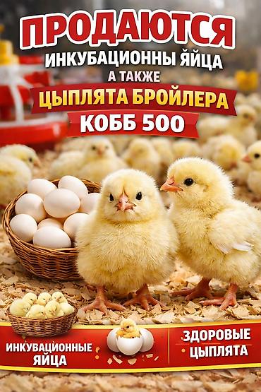 курен: Продаю | Цыплята | КОББ 500 | Для разведения — 2