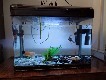 Аквариумы: Продается аквариум с рыбками Объем - 65 литров Есть фильтр Есть свет