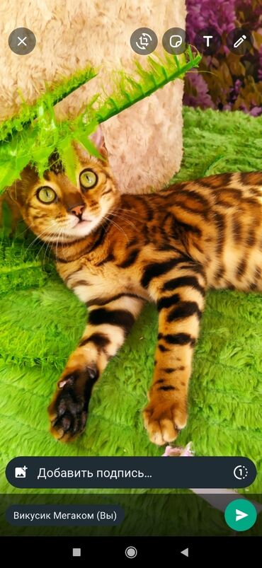 Продажа кошек: Друзья !! в проф питомнике Бен Гла Мур новые детки .Бенгальские котята — 2