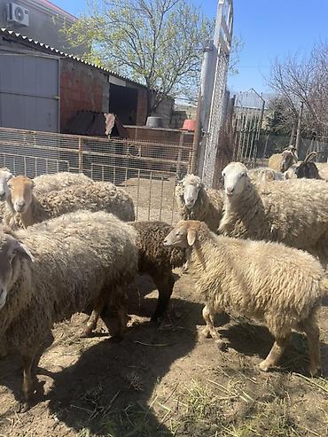 Qoyunlar, qoçlar: Qoyun və Keçi — təsərrüfat heyvanları - Növ: yerli qoyunlar və uzun — 23