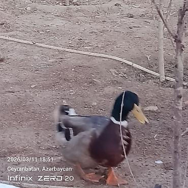 Ördəklər: Satılır hamsı bir yerdə — 6