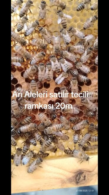 Грызуны: Ari aelələri (arı anaları üçün hazırlanmış süni məhlul deyil, arı