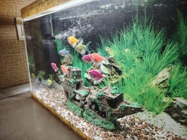 Akvariumlar: Qlofiş balıqlarıdı dəyərinnen ucuz satiram 10 Qlofiş balıq 1 dənə