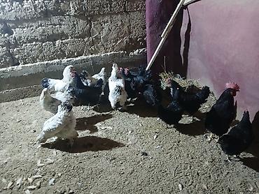 Куры, петухи: Продаю | Куры | Домашняя | Несушки at lalafo.kg — 12 Куры, петухи: Продаю | Куры | Домашняя | Несушки — 12