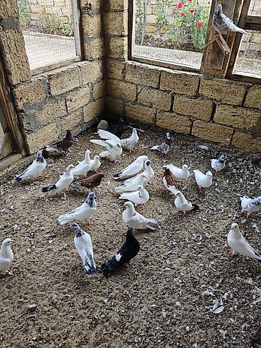 naxcivan heyvan elanlari: Tərgizmələr hamisi birlikde satilir tek tek satilmir unvan sumqayit — 2