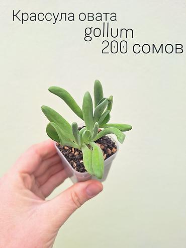 Другие комнатные растения: • Комнатные растения (укоренённые черенки/детки/молодые — 3