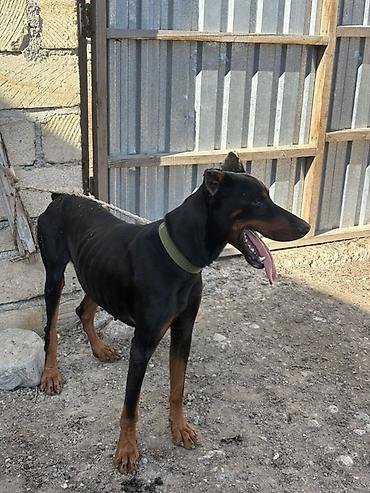 itlər afcarka: Doberman, 2 il, Erkək — 2