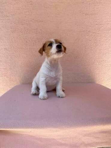 Psi: Jack Russell terijer štenci Na prodaju 4 ženkice Jack Russell — 5