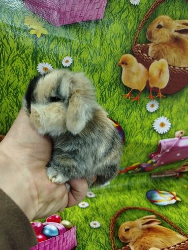 dovşan satişi: Karlik dovsan lar var satisda Vatsapda aktivdi Dovsan ayit Qefes de