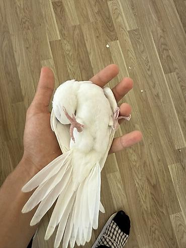 korella tutuquşu: Ağ rəngli nimfa tutuquşu (cockatiel) – tam ağ lələk örtüyü, başda xas — 3