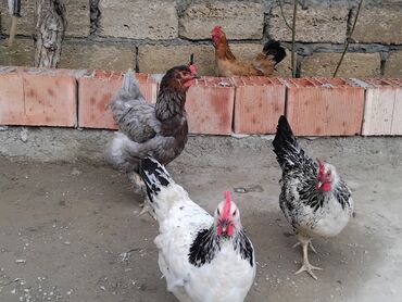 Pişiklər: Toyuq, Yumurtalıq, Ünvandan götürmə