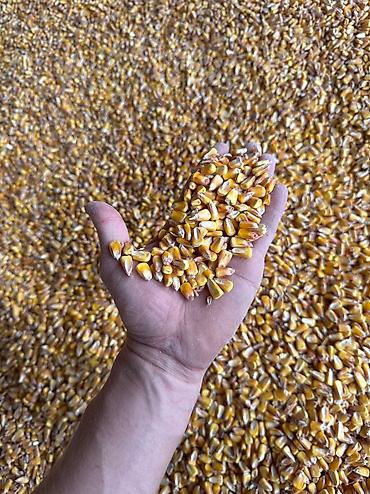 уй базар: Продаю кукурузу оптом 
Сухая. Не прелая — 2