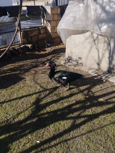 Ördəklər: Salam super damazliq ve kesimlik ucun agir heyvanlardi ag krasnadarlar — 7