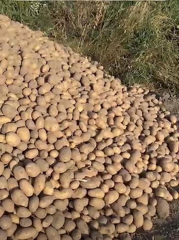 кукуруза на продажу: Картошка Джелли — 1