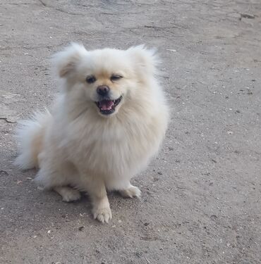 İtlər: Akita-inu, 11 ay, Erkek, Cütləşmə üçün, Ünvandan götürmə