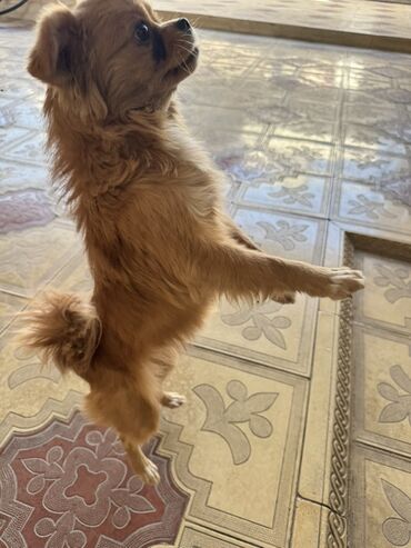 itler ucun bit dermani: Pekines, 7 ay, Dişi, Peyvəndli