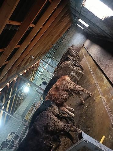 Коровы, быки: Продаю | Бык (самец) | На откорм | Привязанные — 9