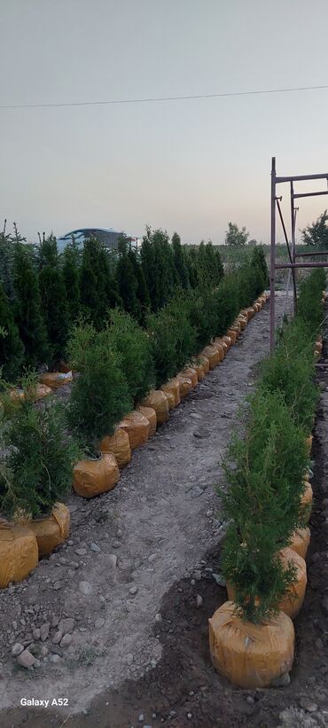 Декоративные деревья: Саженцы деревьев: Ели, Платная доставка — 10