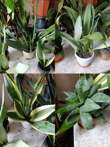 Драцены и Сансевиерии: Сансевьерии (сансевиерия цилиндрическая и полосатая/вариегатная) в — 5