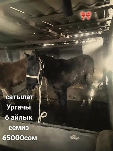 Лошади, кони: Продаю | Жеребенок | Для разведения — 2