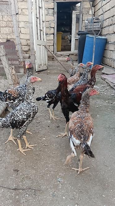 çöl toyuqu: Toyuq, Damazlıq, Ünvandan götürmə — 5
