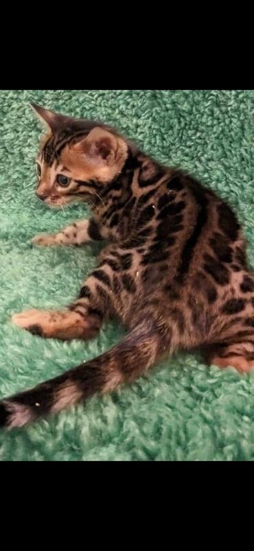 Продажа кошек: Друзья. !!!.в питомнике Бен Гла Мур. долгожданные новые детки — 8