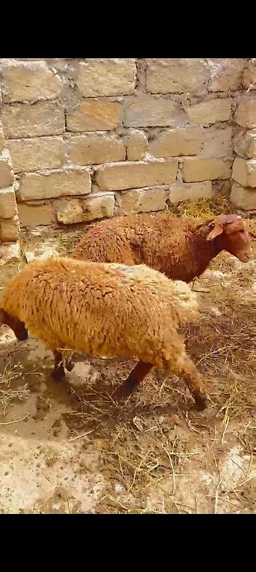 qafqaz coban itləri: Quzu 2 de erkəydi ünvan lokbatan - Cins: ehtimalən yerli yağlı — 3