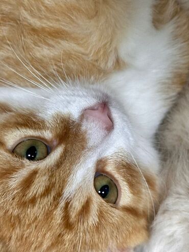 Pişiklər: Sekilleri cevirib baxin her bir piwik pulsuz sahiblendirilir. wp — 10