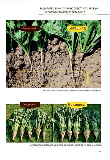 Свёкла: 10+1 акция срочно Семена Сахарной свеклы компании Beta Seed 2025 — 10