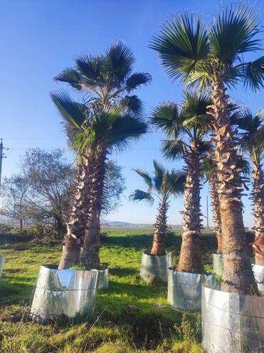 Otaq bitkiləri: Her nov palma ağaclarin sifarisi gotrlur