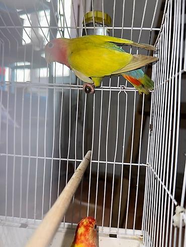 золотая шиншилла котенок: Naxçıvan tutuquşusu (lovebird) – parlaq rəngli cüt - Rəngləri: əsasən — 2