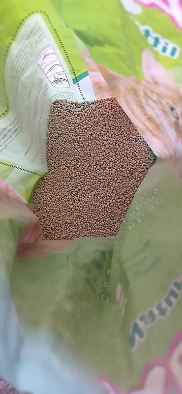 Мышыктар: Британская короткошёрстная кошка, окрас пепельно серый Особенности: - — 10