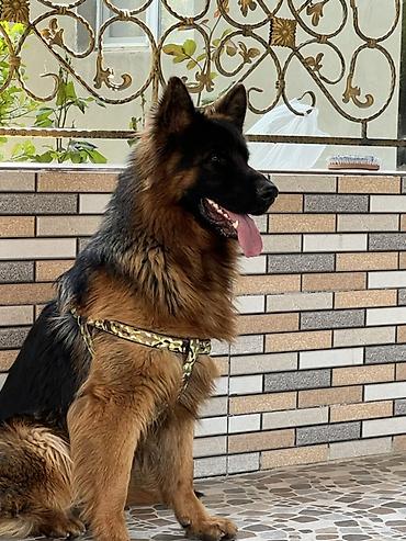 zvanok iti satilir: Alman çoban iti, 1 il, Erkək, Cütləşmə üçün — 6