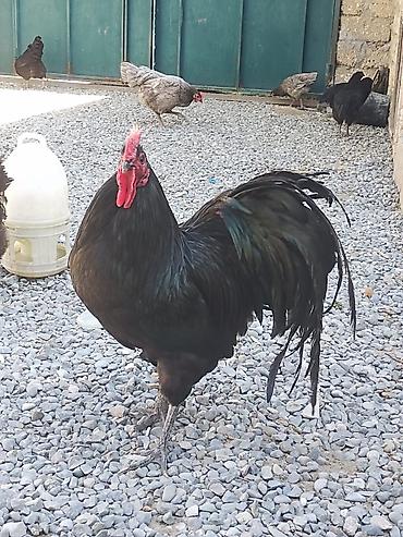 ucuz quslar: Salam. Avstrolop mayali yumurtaları. Sifariş qəbul olunur. Ünvan Binə — 1