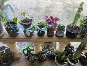 Xalçalar: Xalça -da lalafo.az — 51 Xalçalar: Xalça — 51