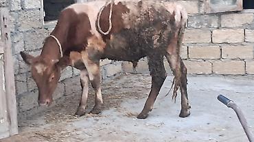 südlük inək cinsləri: 8 aylıq smental erkək dana satılır — 3