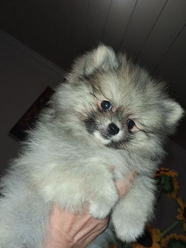 spitz it: Şpitz, 2 ay, Dişi — 4