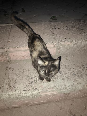 ангорская кошка: Отдаю в добрые руки, 1годовалая кошка, 1 белый котёнок, один чёрный
