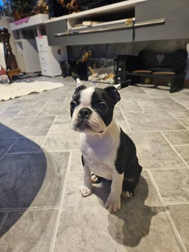 Psi: Na prodaju štenci rase BOSTON TERIJER, prekrasnih, zdravih roditelja na lalafo.rs — 20 Psi: Na prodaju štenci rase BOSTON TERIJER, prekrasnih, zdravih roditelja — 20