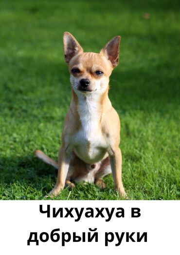 щенок алабая 2 месяца: Ит бекер берилет: Чихуахуа, 1 жаш, Ургаачы, Эмделген