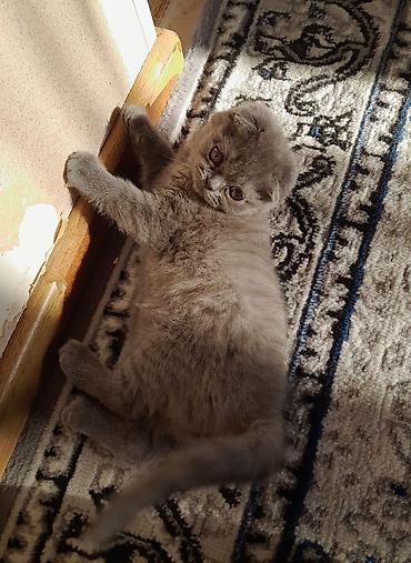 Кошки: Шотландская вислоухая — 1