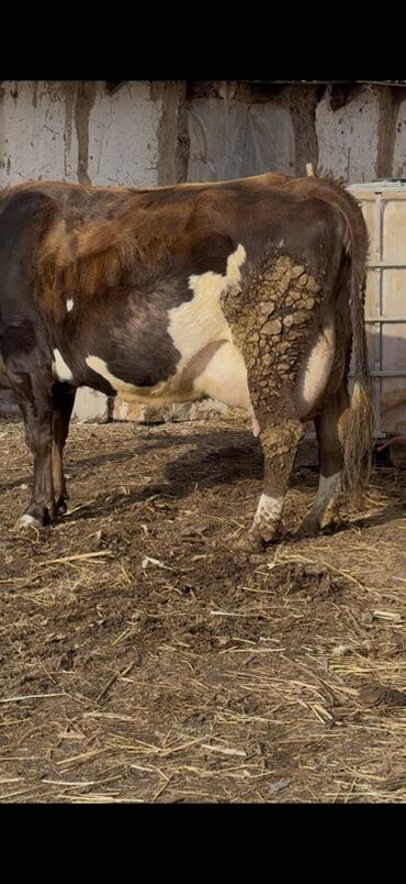 Коровы, быки: Продаю | Корова (самка) | Симментальская | Для молока — 8