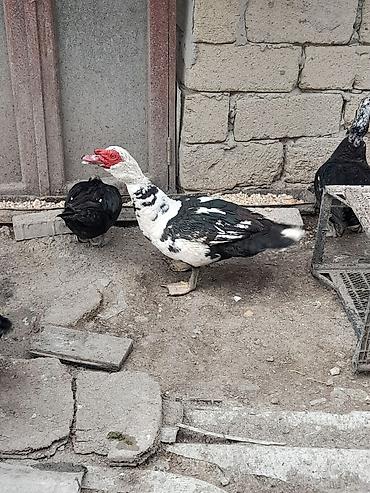 ayi sekilleri: Cavan Erkək Hind ördəyi Əlaqə vapcat Lalafo Təsvir: - Rənglər — 10