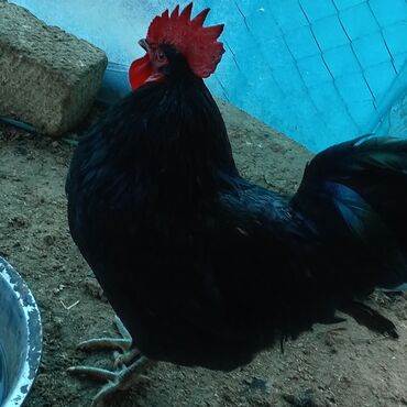 brahma yumurtasi: Toyuq, Australorp, Yumurtalıq, Ünvandan götürmə, Pulsuz çatdırılma