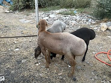 Баран, овца: Продаю | Баран (самец) | Арашан at lalafo.kg — 17 Баран, овца: Продаю | Баран (самец) | Арашан — 17