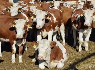продаю музоо торпок корова самка бык самец айрширская ангус алатауская на забой для разведения на откорм племенные нетель привязанные: Продаю | Корова (самка), Бык (самец), Тёлка