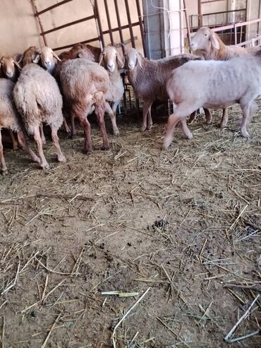 Бараны, овцы: Продаю | Овца (самка) | Арашан | Для разведения | Котные, Матка, Племенные — 8